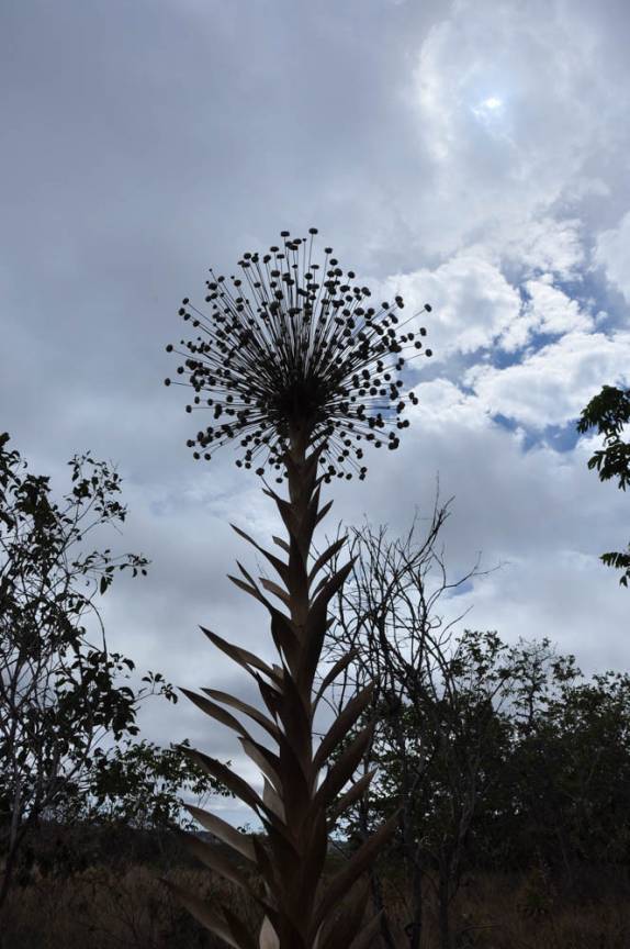 Uma Sempre-Viva, no Parque Nacional da Chapada dos Guimarães, em Mato Grosso